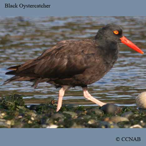 Black Oystercatcher