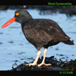 Black Oystercatcher