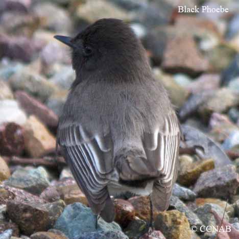 Black Phoebe