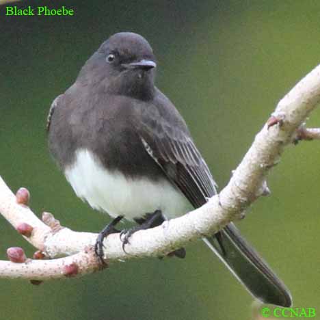 Black Phoebe