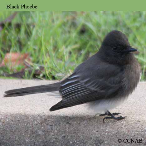 Black Phoebe