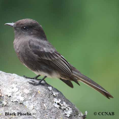 Birds of North America