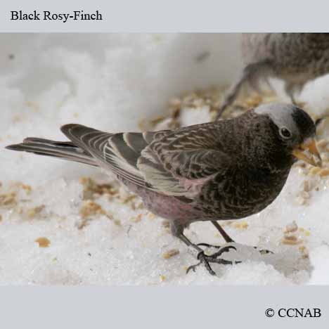 Black Rosy-Finch