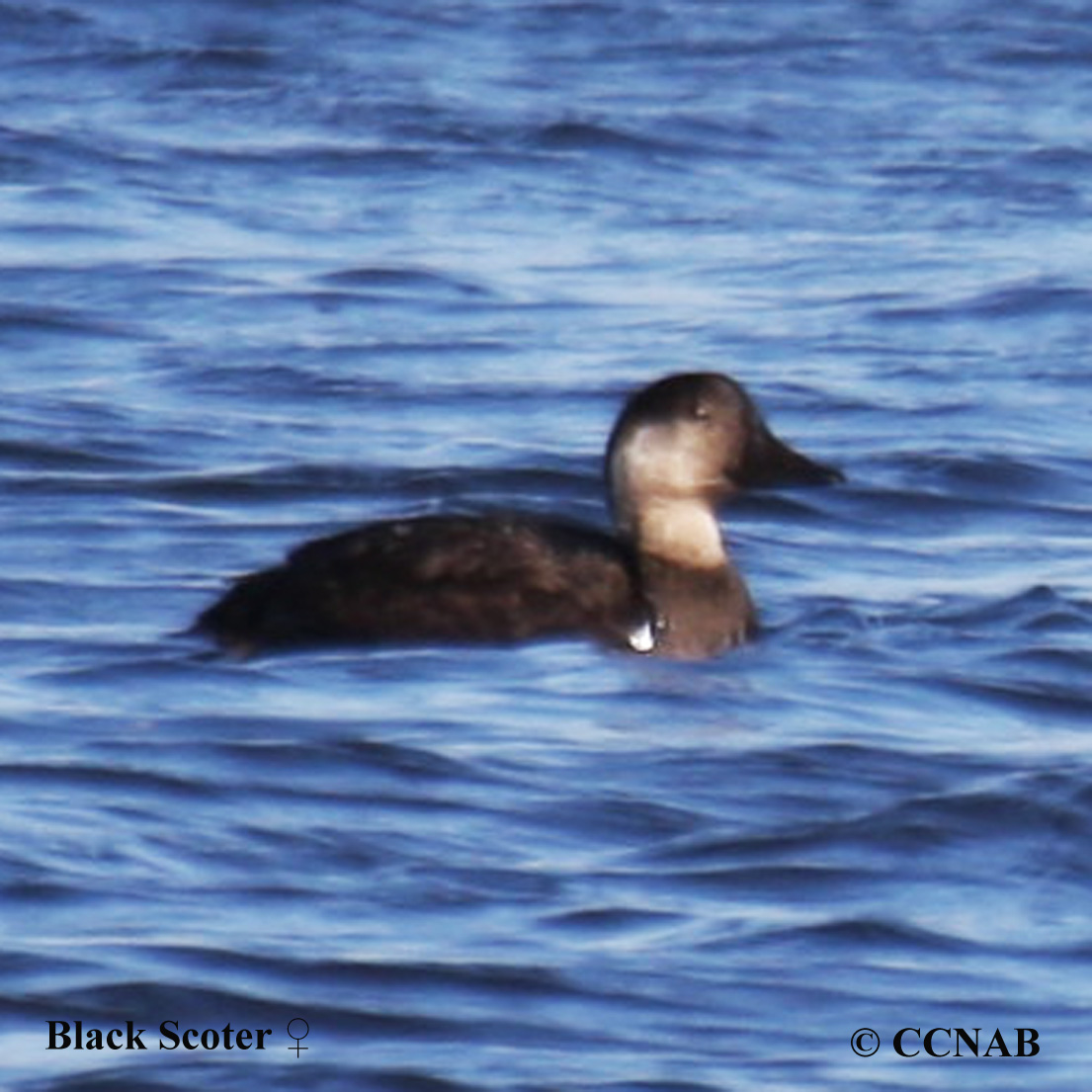 Black Scoter