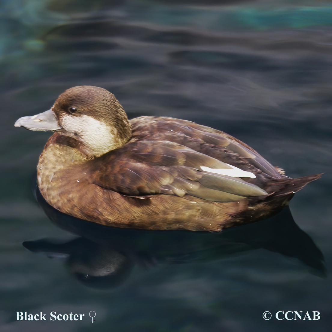 Black Scoter