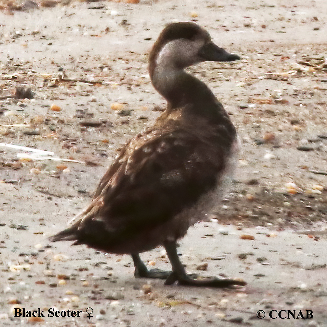 Black Scoter