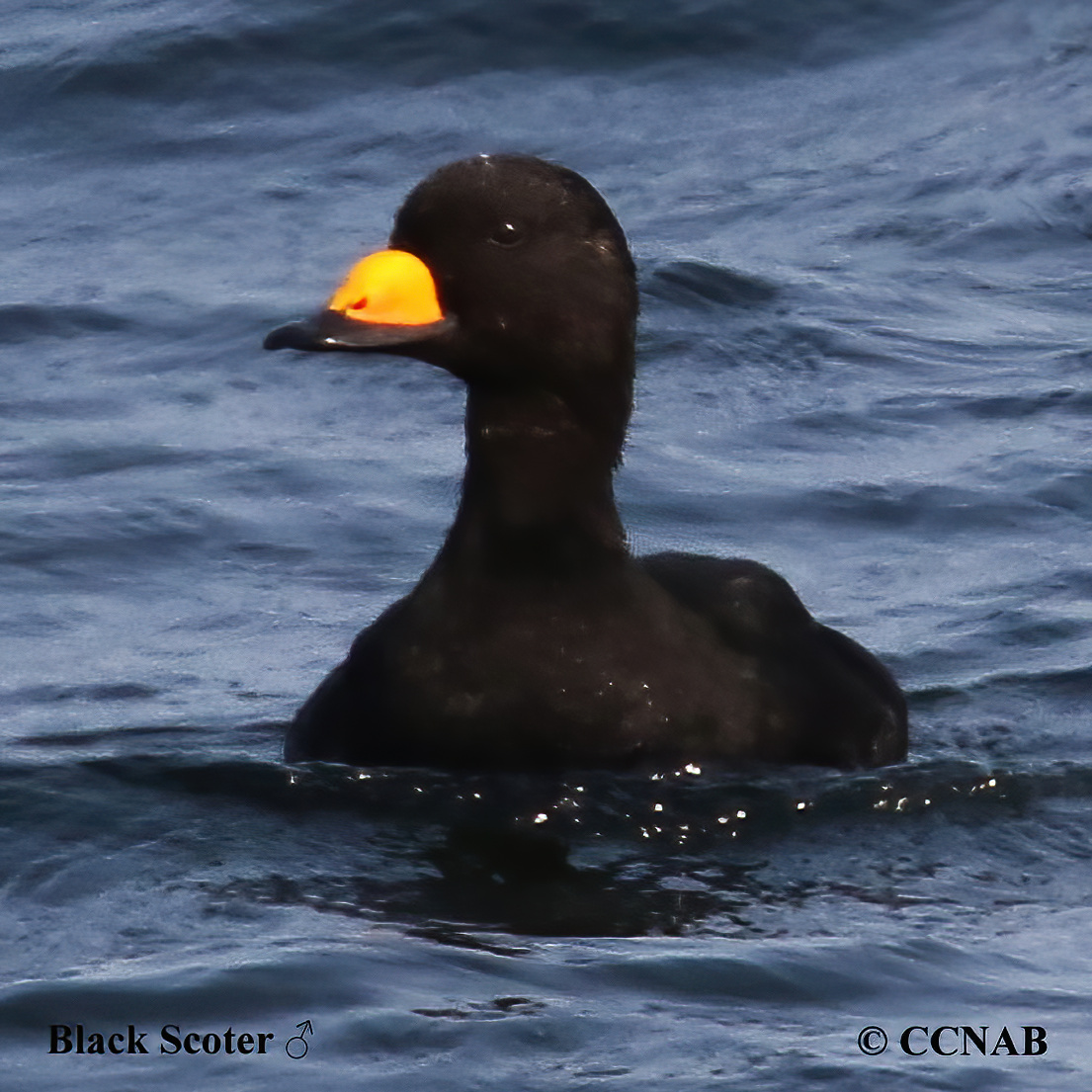 Birds of North America