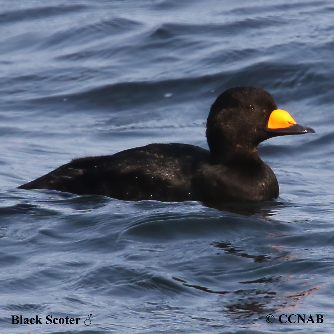 Black Scoter