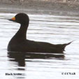 Black Scoter