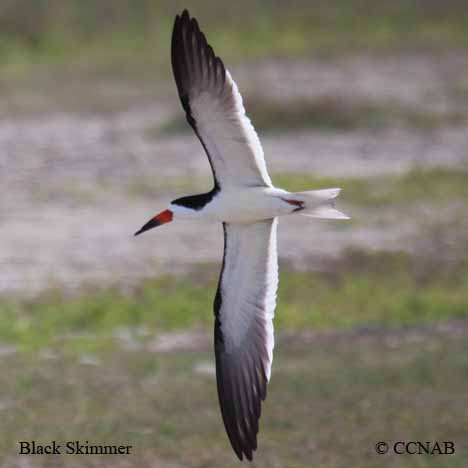 Birds of North America