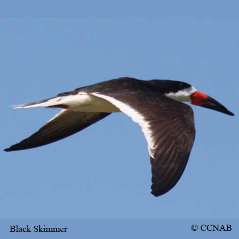 Birds of North America