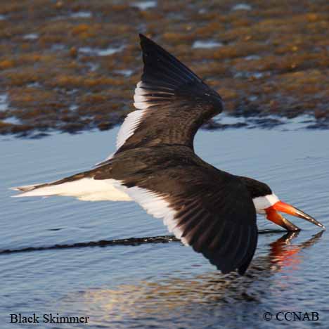 Birds of North America
