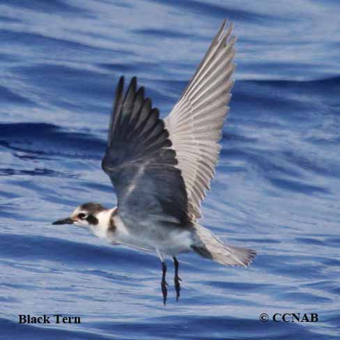 Black Tern