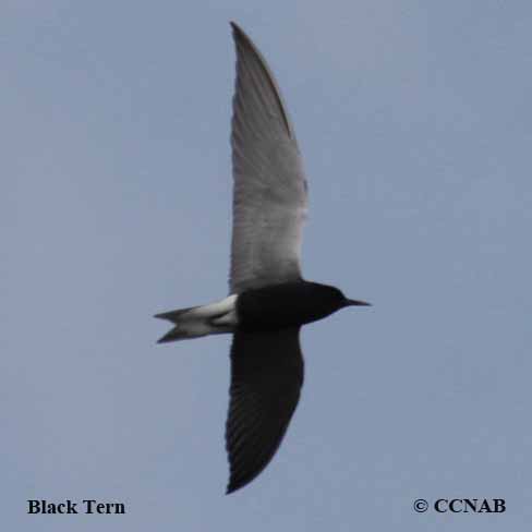 Black Tern