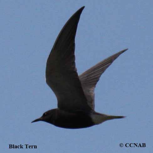 Black Tern