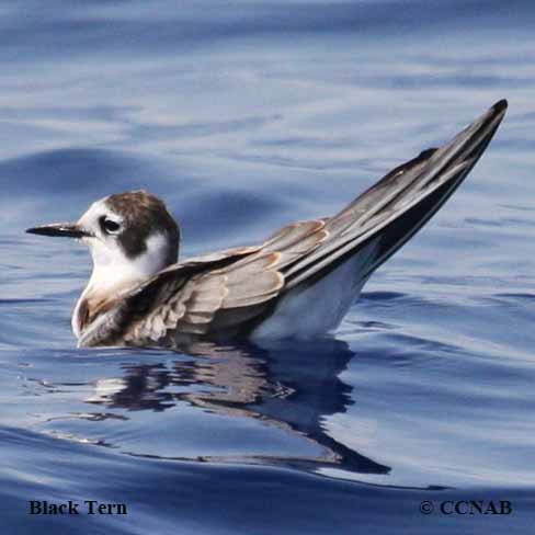 Black Tern