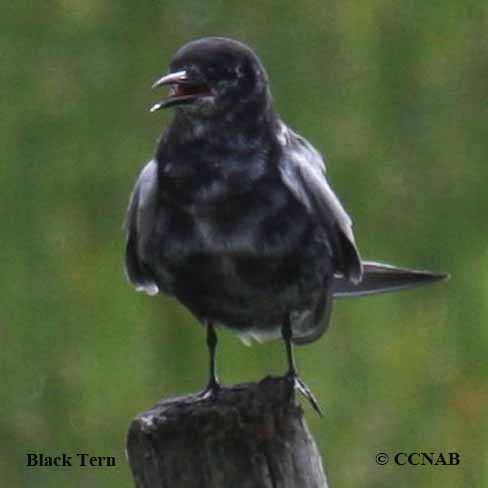 Birds of North America