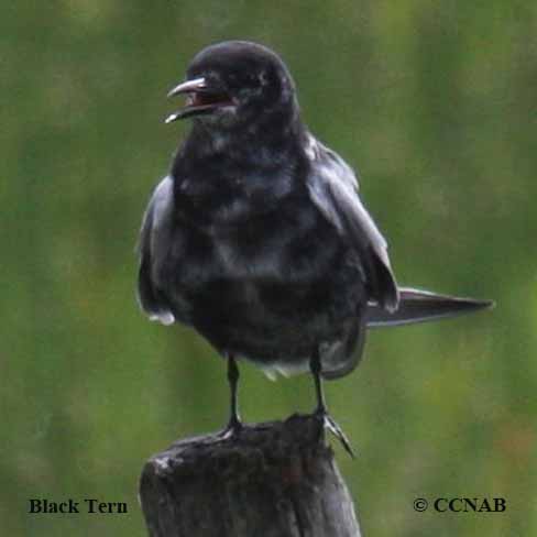 Black Tern