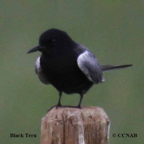 Birds of North America