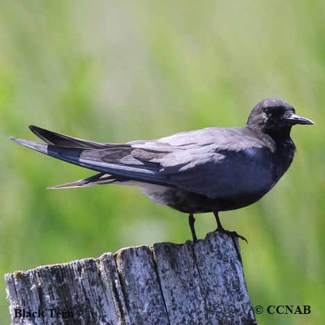 Black Tern