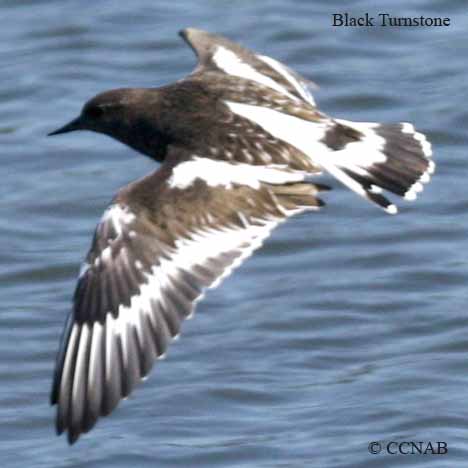 Black Turnstone