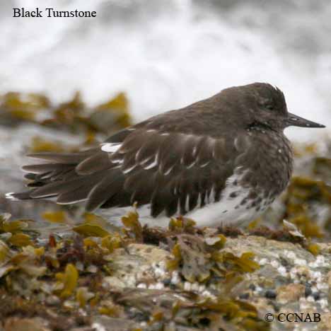 Black Turnstone