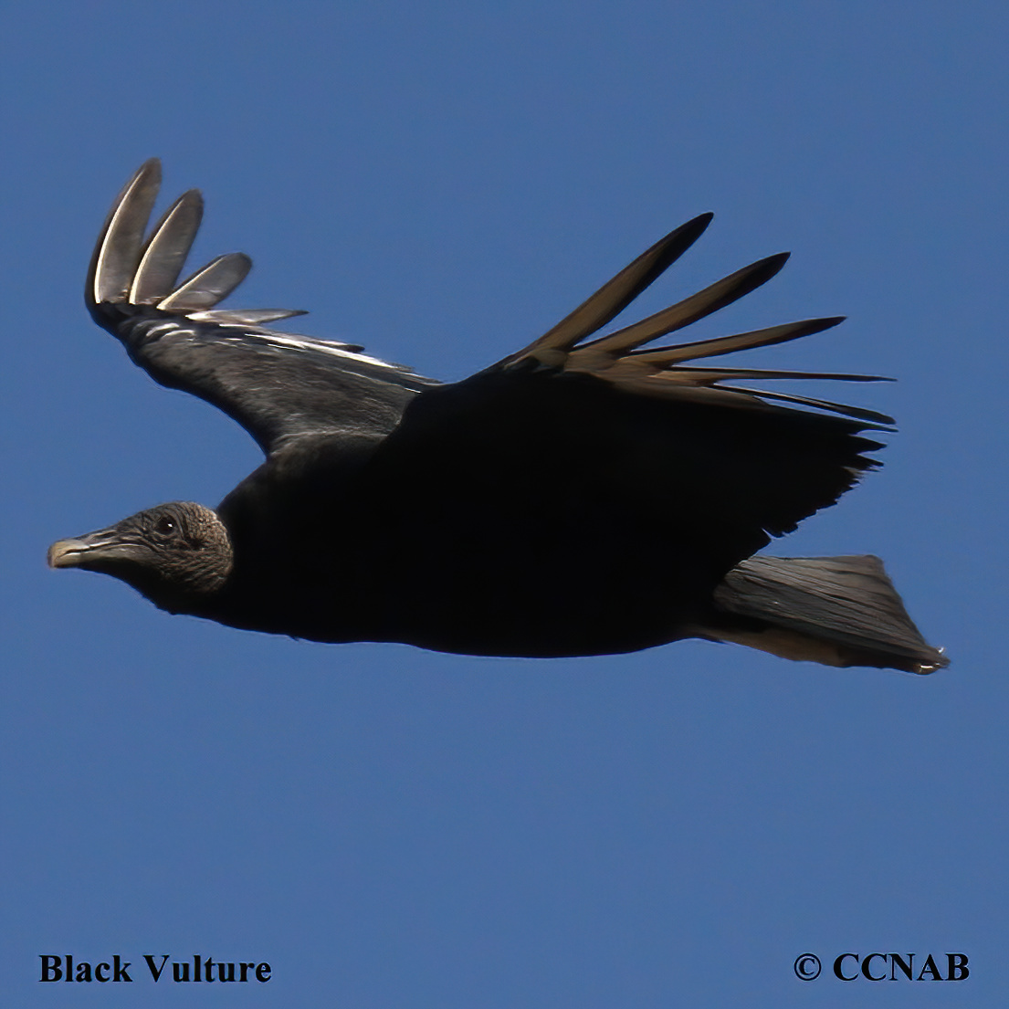 Black Vulture