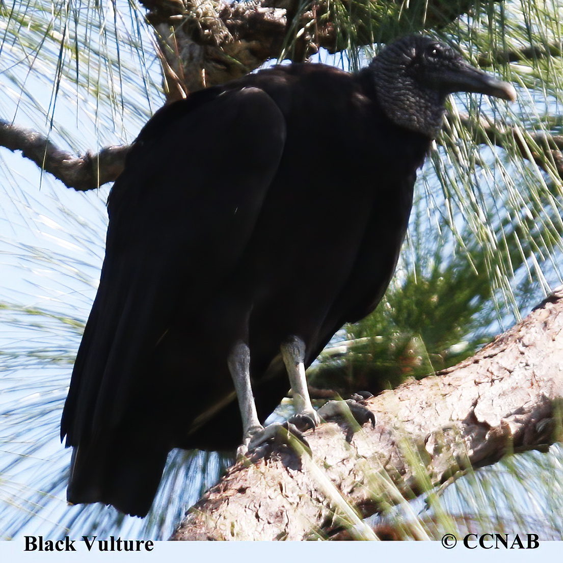 Black Vulture