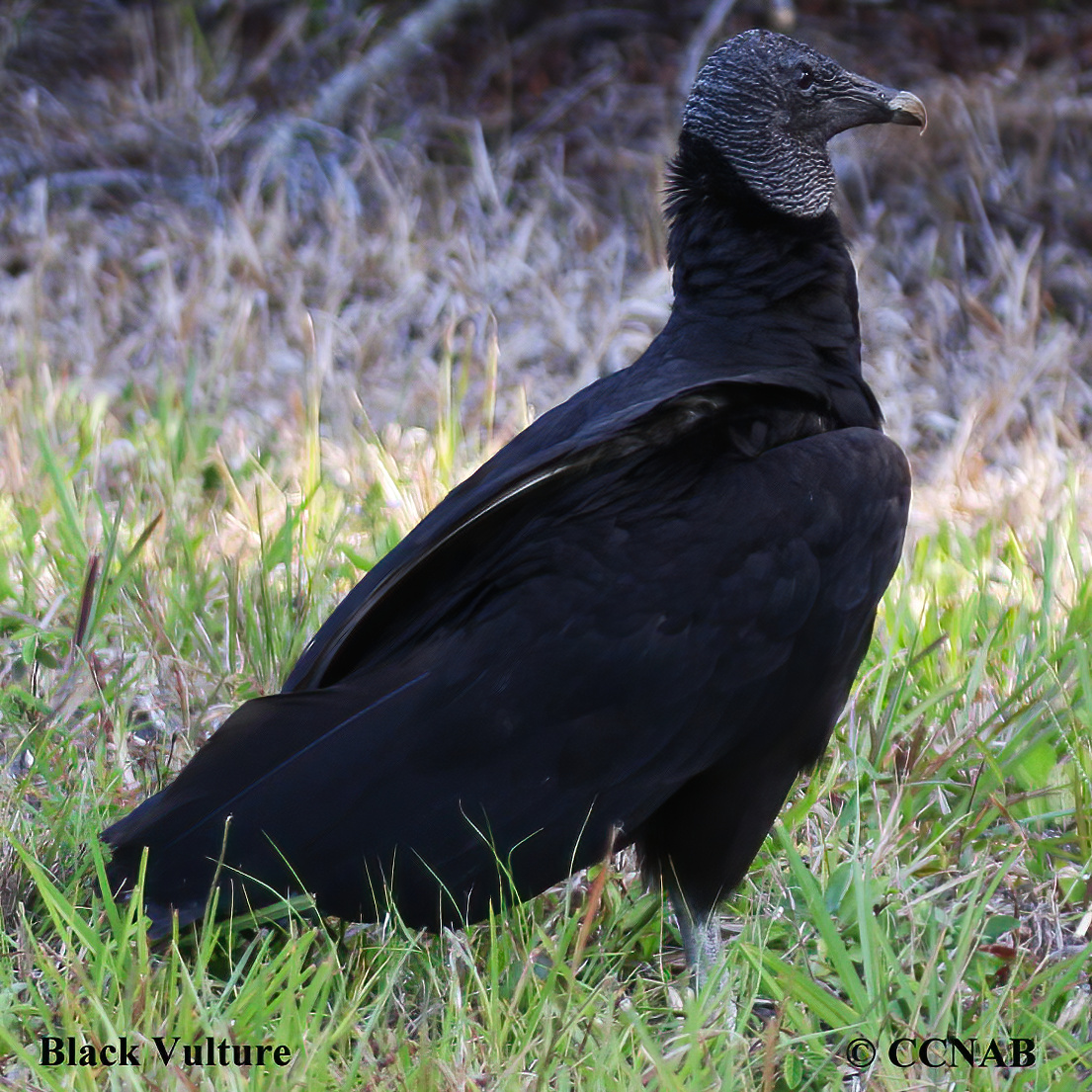 Black Vulture