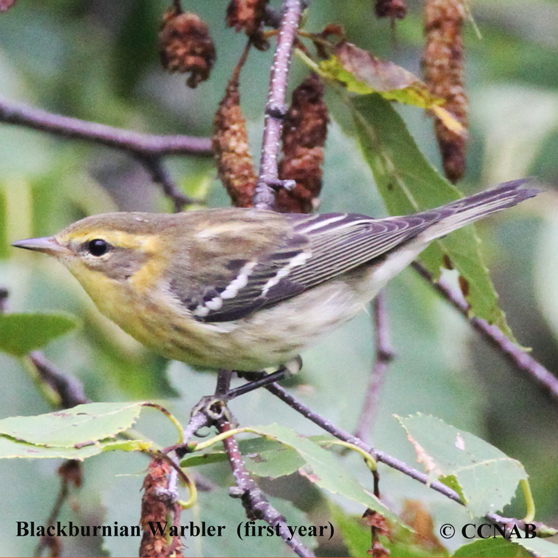 Blackburnian Warbler