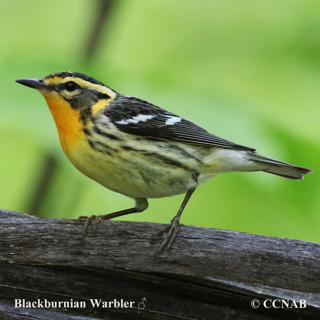 Blackburnian Warbler