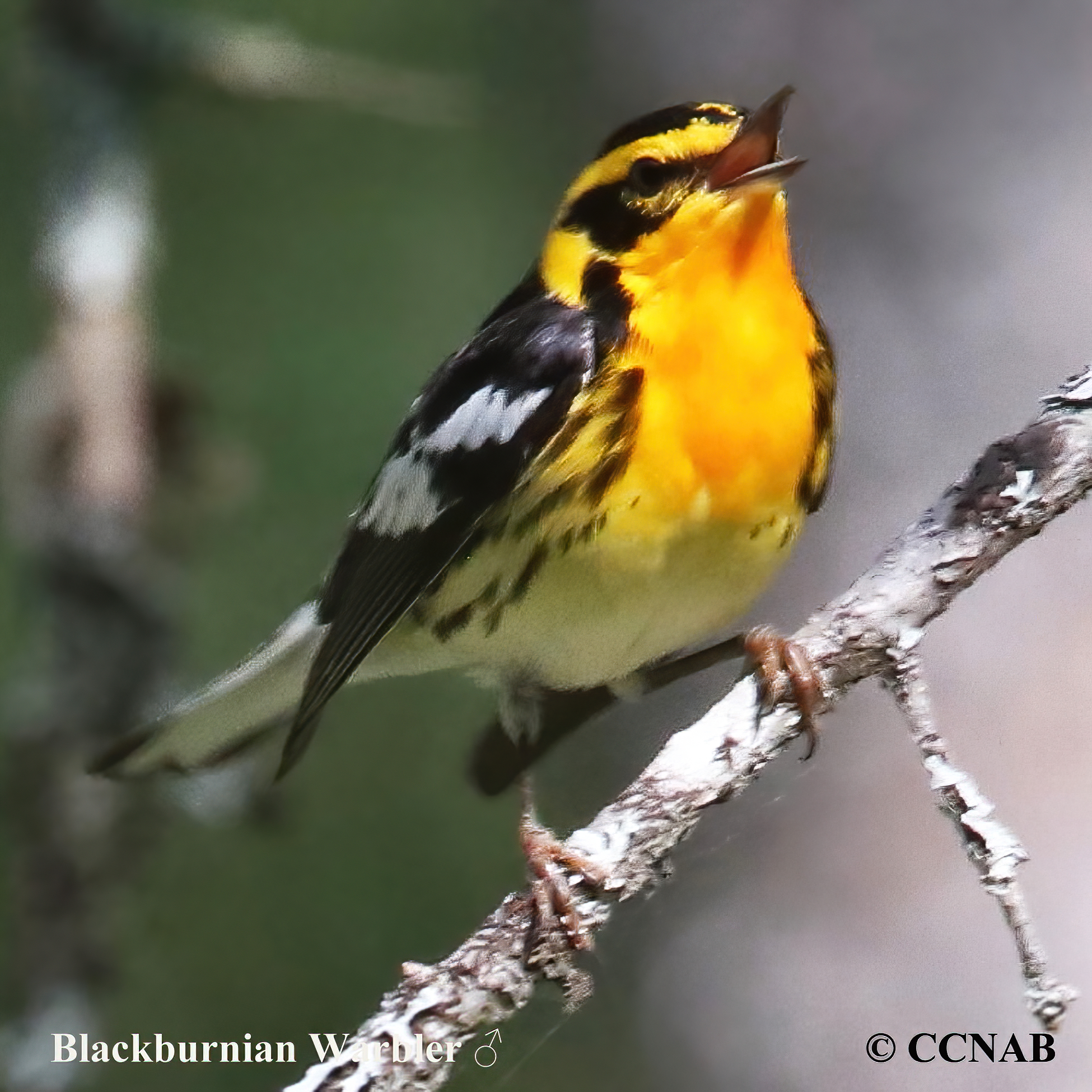 Blackburnian Warbler