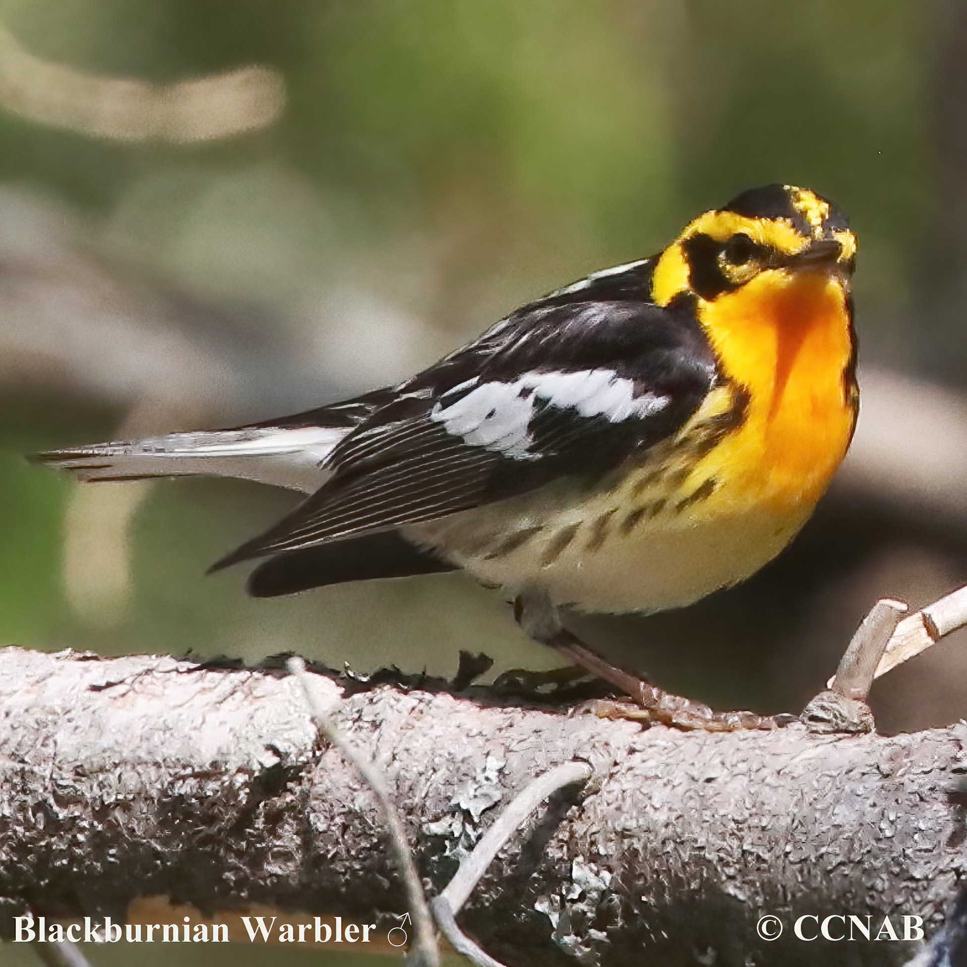 Birds of North America