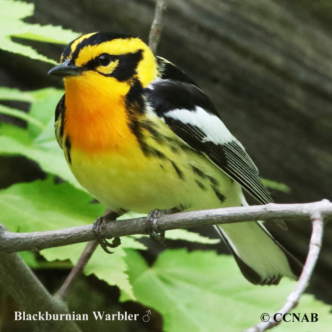 Blackburnian Warbler