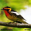 Blackburnian Warbler range map