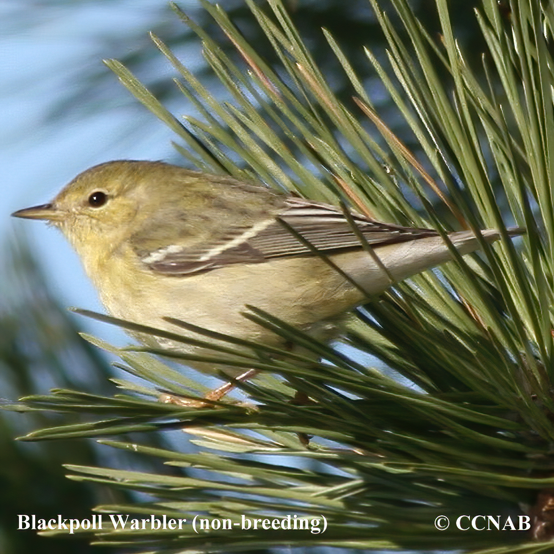 Blackpoll Warbler