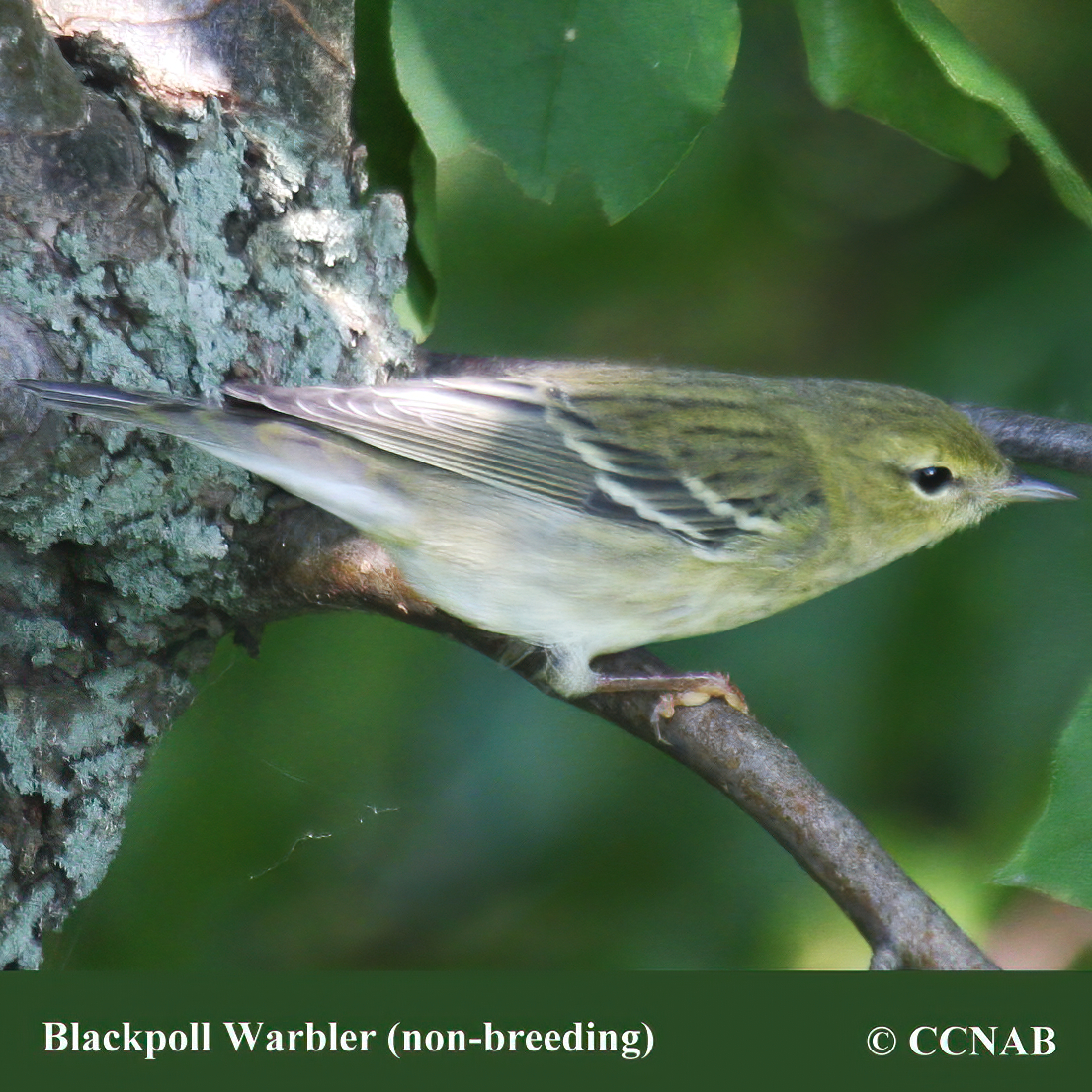 Blackpoll Warbler