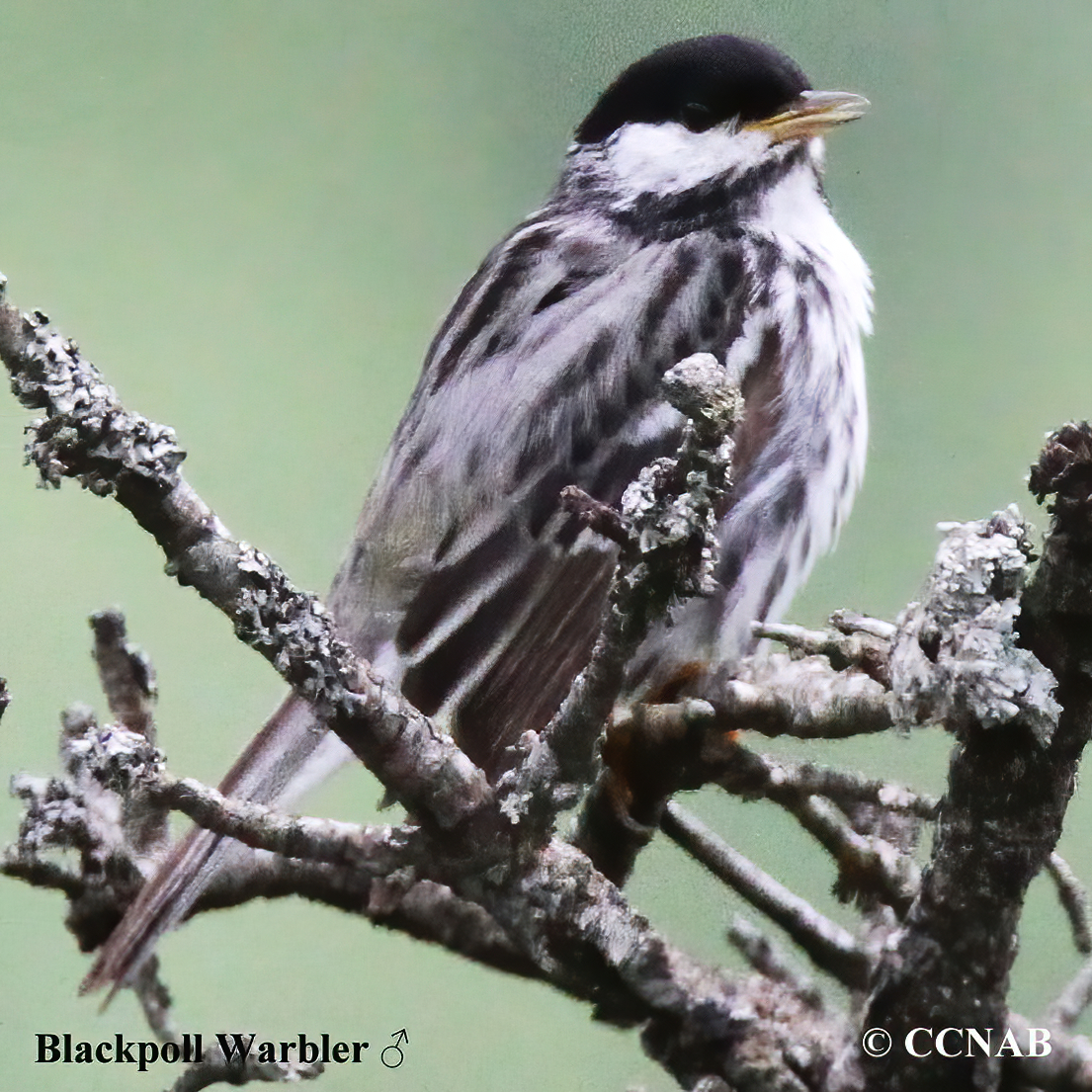 Blackpoll Warbler