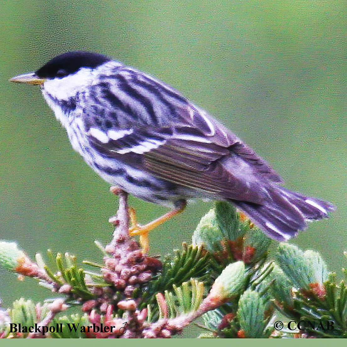 Blackpoll Warbler