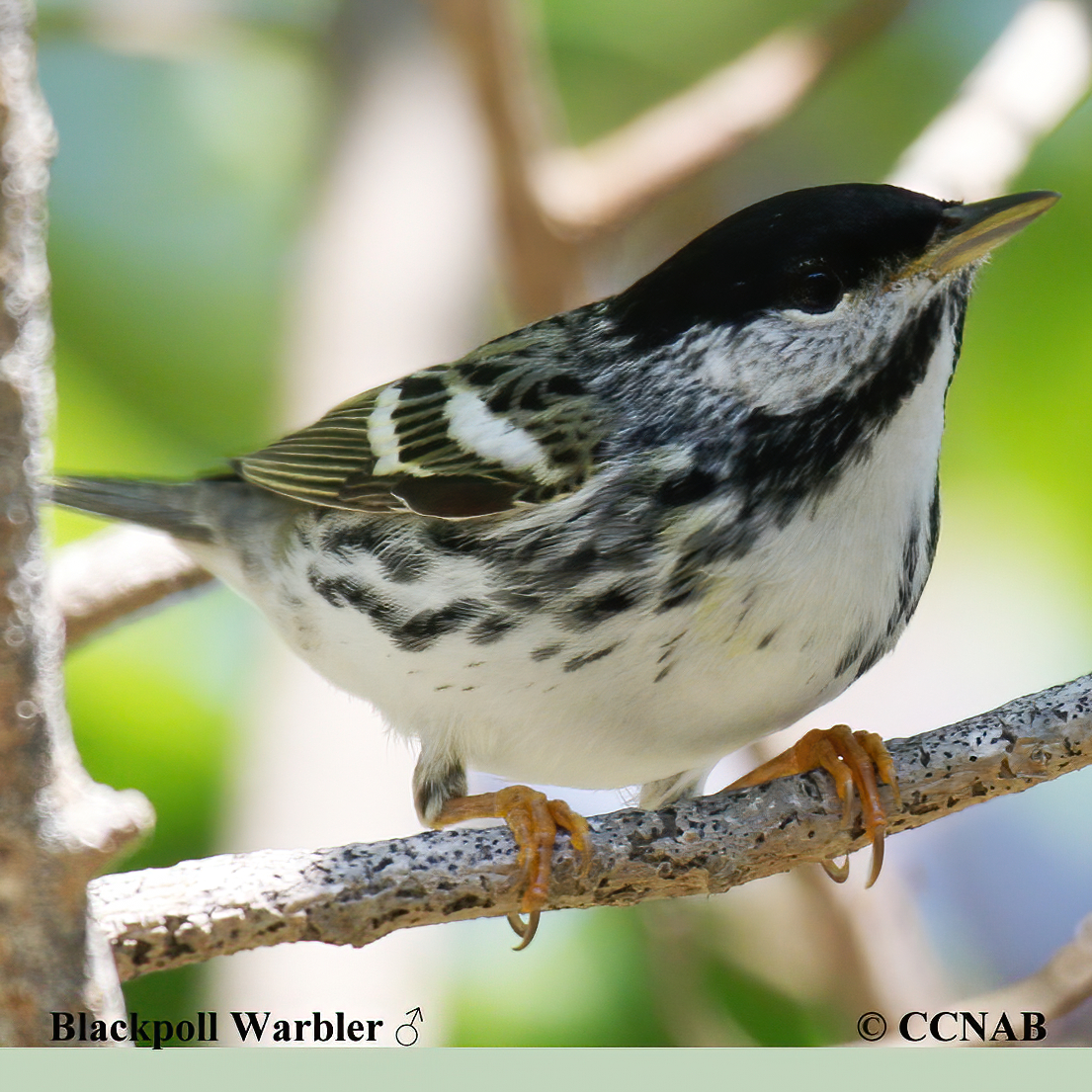 Birds of North America