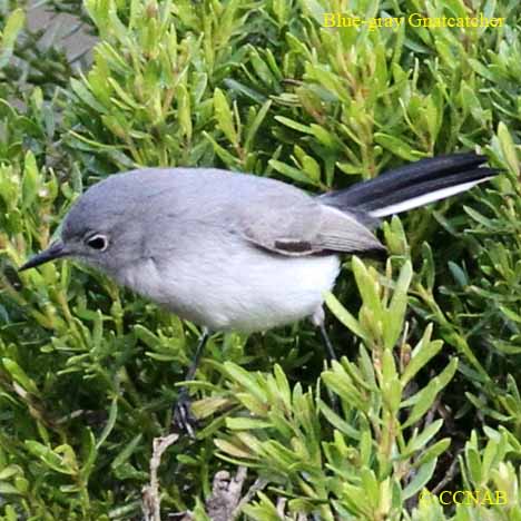 Gnatcatchers