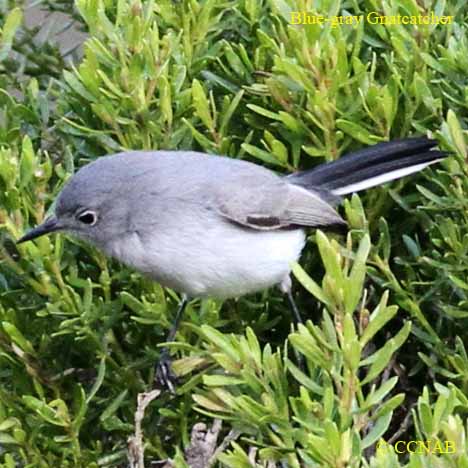 Blue-gray Gnatcatcher