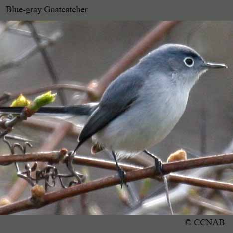 North American Gnatcatchers