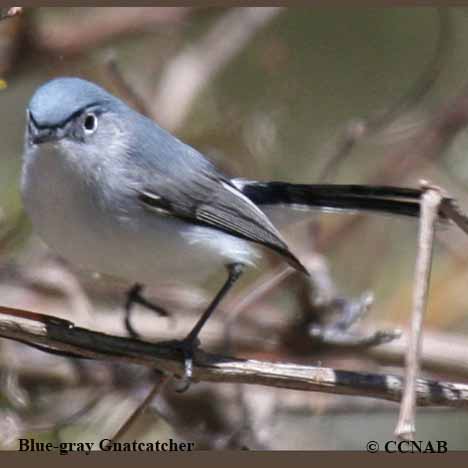 Birds of the Blue Ridge: Blue-gray Gnatcatcher - Blue Ridge Country