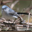 Blue-gray Gnatcatcher range map