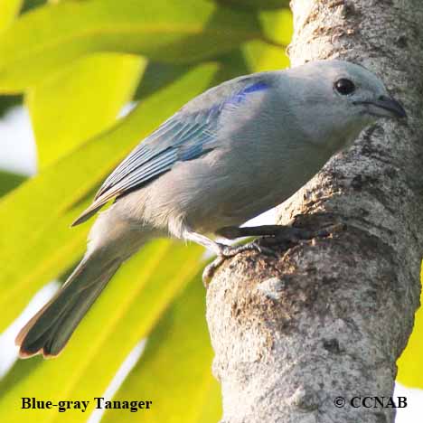 Birds of North America