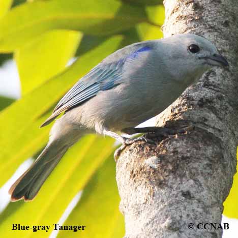 Blue-gray Tanager