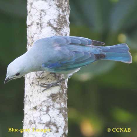 Blue-gray Tanager