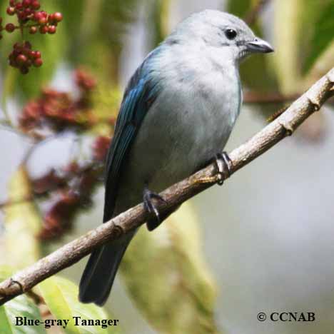 Birds of North America