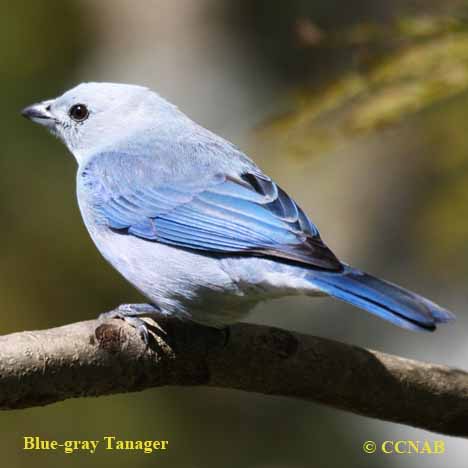 Blue-gray Tanager